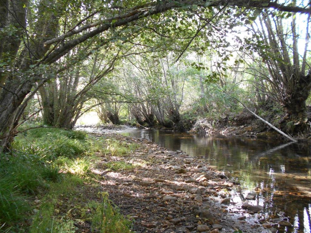 Cauce activo del río entre vegetación de ribera en la reserva natural fluvial Alto Duerna