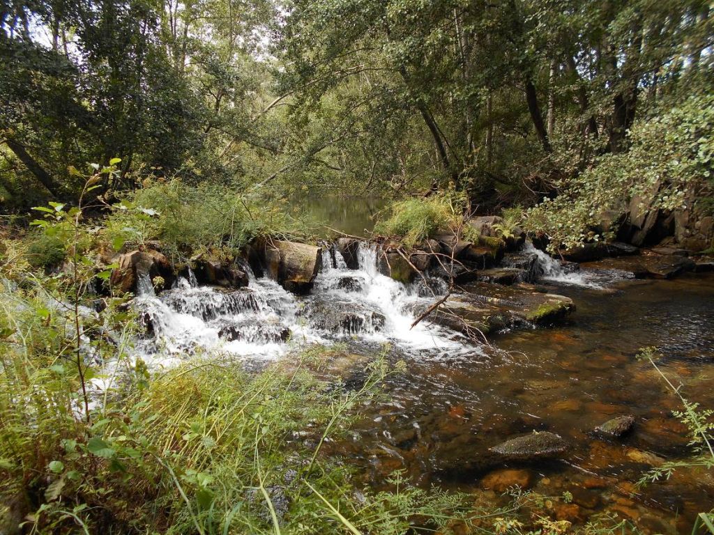 Azud del río colonizado en parte por vegetación en la reserva natural fluvial Alto Duerna