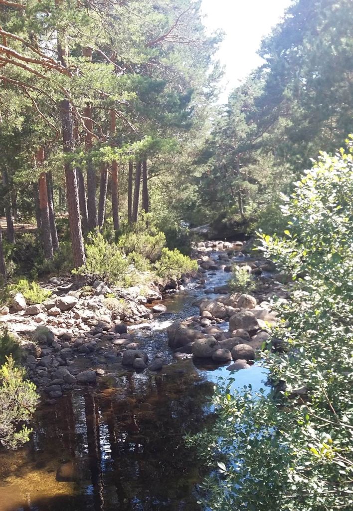 Formación de pinos en el bosque de ribera en la reserva natural fluvial Alto Duero (hasta Duruelo de la Sierra)