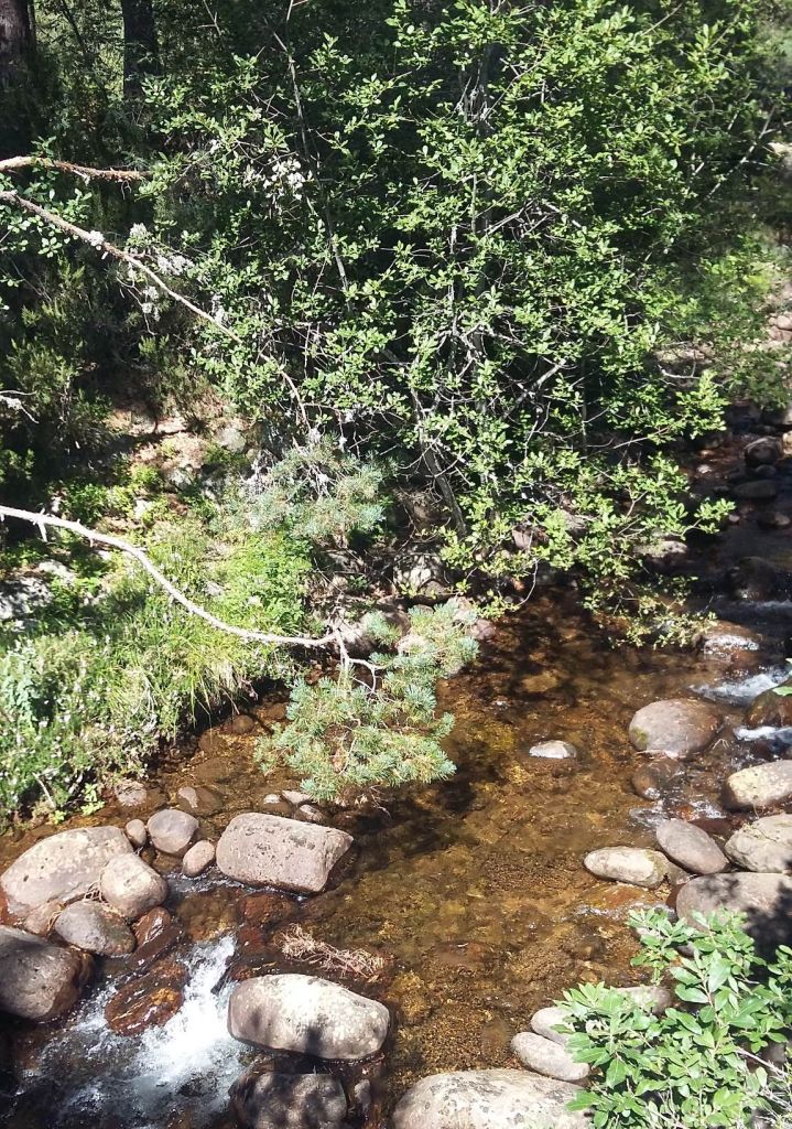 Cantos y bloques en río entre vegetación de ribera en la reserva natural fluvial Alto Duero (hasta Duruelo de la Sierra)