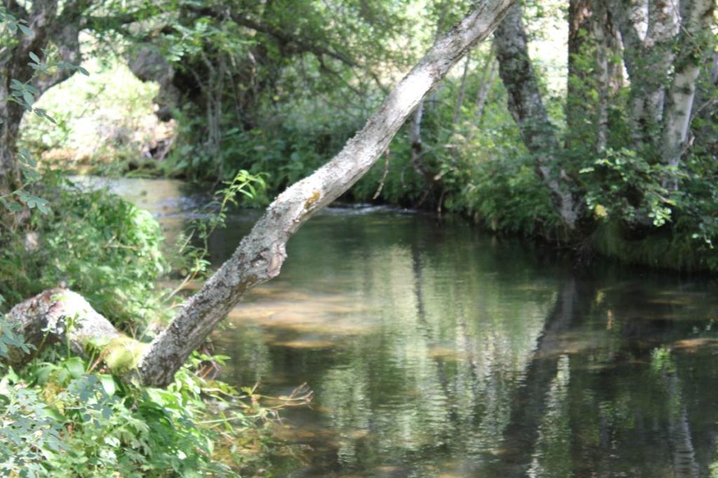 Fuste de un árbol moldeado por la luz y las condiciones naturales en la reserva natural fluvial Alto Porma y río Isoba