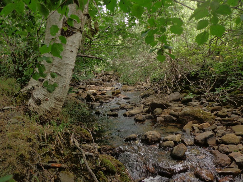 Ejemplares de hayas en las riberas del río en la reserva natural fluvial Alto Pisuerga