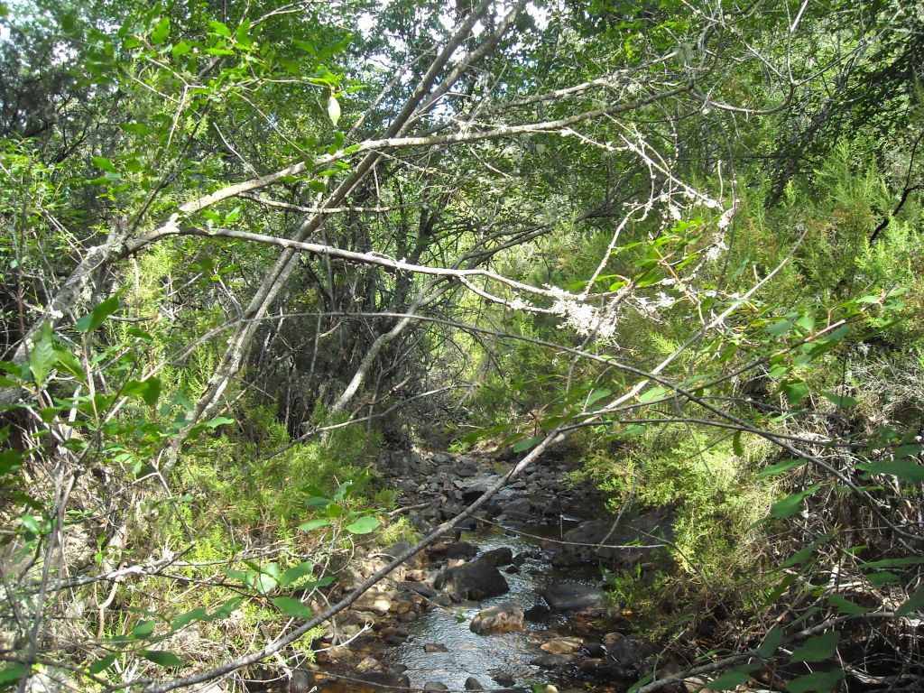 La vegetación sombrea el cauce en la reserva natural fluvial Arroyo Vallosera