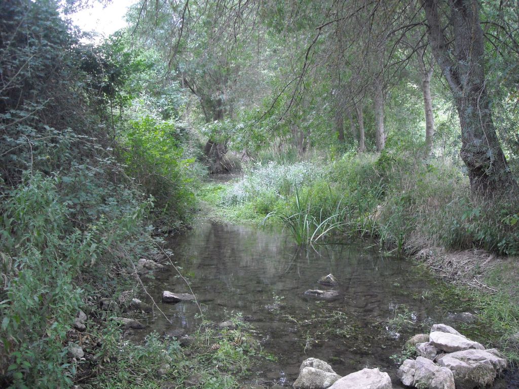 Vegetación de ribera y helófitos en la reserva natural fluvial Río Dulce