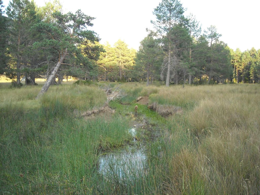 La reserva natural fluvial Río Tajo fluye en tramos a través de un pinar poco denso