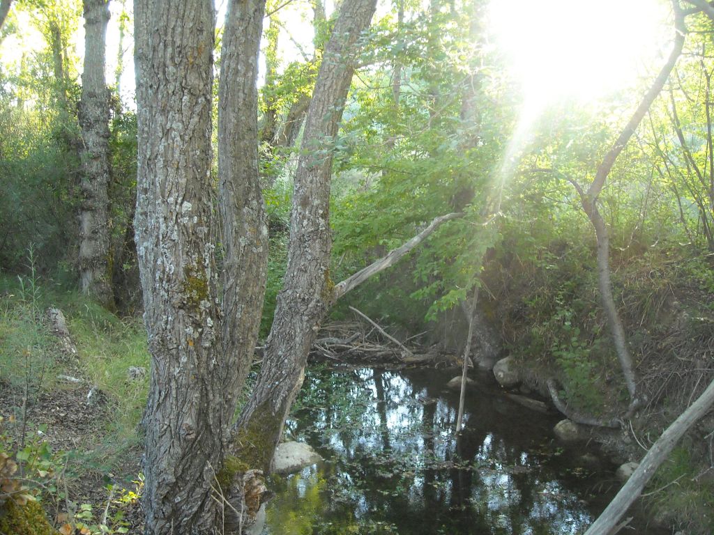 Un rayo de sol atraviesa la ribera de la reserva natural fluvial Arroyo Ompolveda