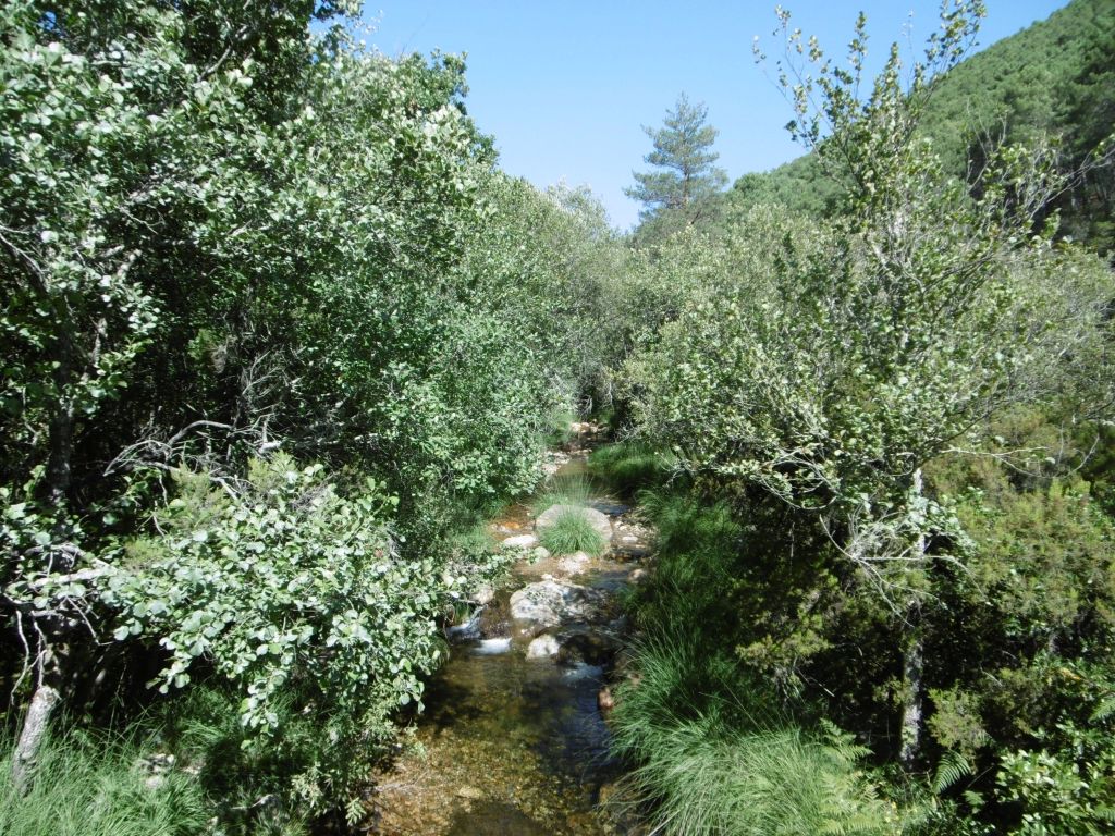 Conexión imbricada entre los diferentes estratos de la vegetación de ribera en la reserva natural fluvial Río Batuecas