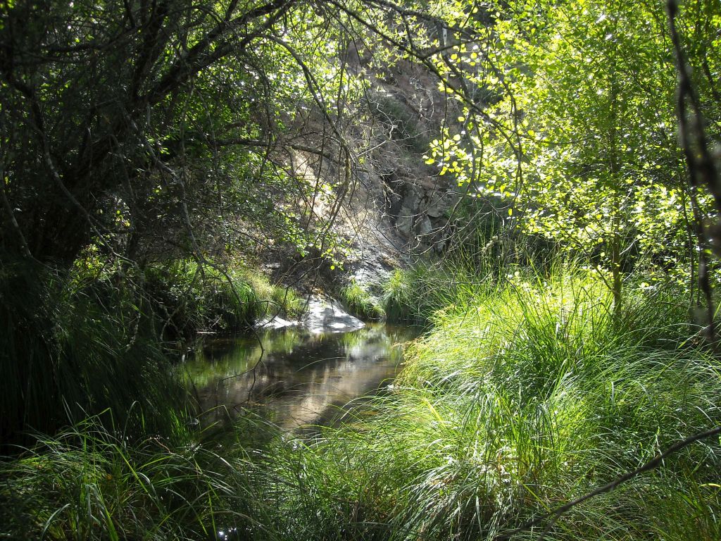 Zona de remanso en la reserva natural fluvial Río Arbillas