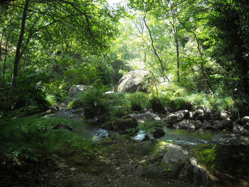 Rápidos sombreados por una vegetación bien desarrollada en la reserva natural fluvial Garganta Mayor