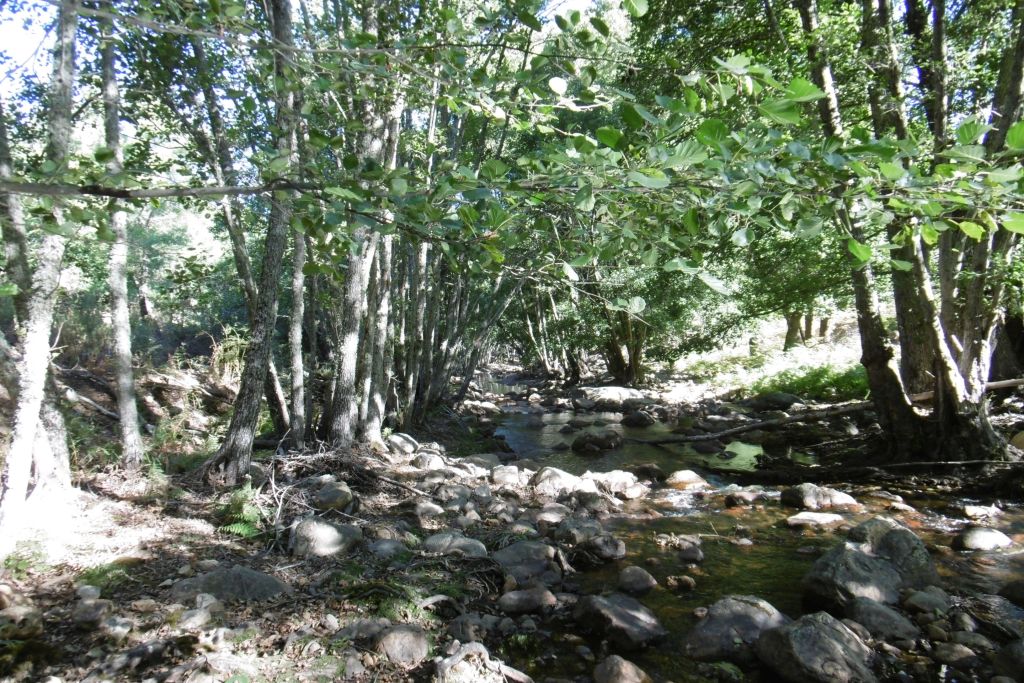 Granulometría de sedimentos gruesa, dominada por gravas, bloques y cantos en la reserva natural fluvial Río Viejas