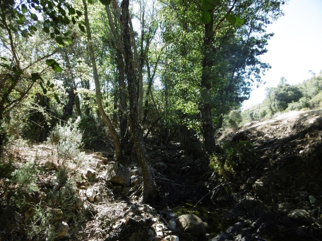 Cauce sombreado de la reserva natural fluvial Río Mesto