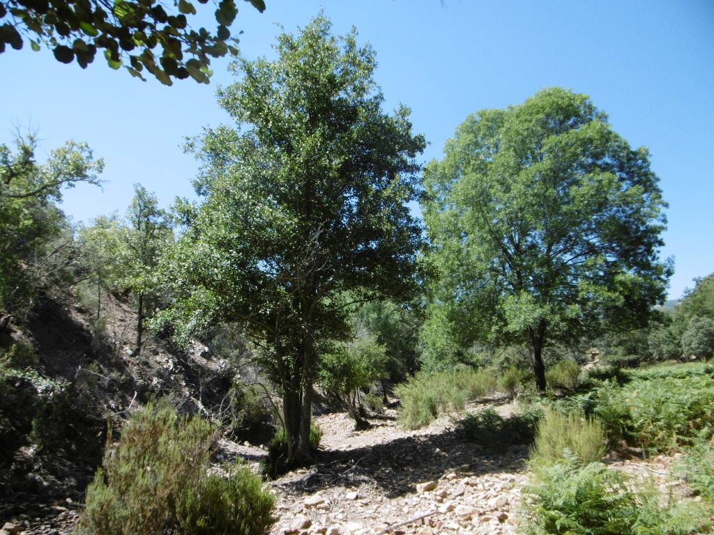 Estrato arbóreo bien desarrollado sin estrato arborescente en la ribera de la reserva natural fluvial Río Mesto