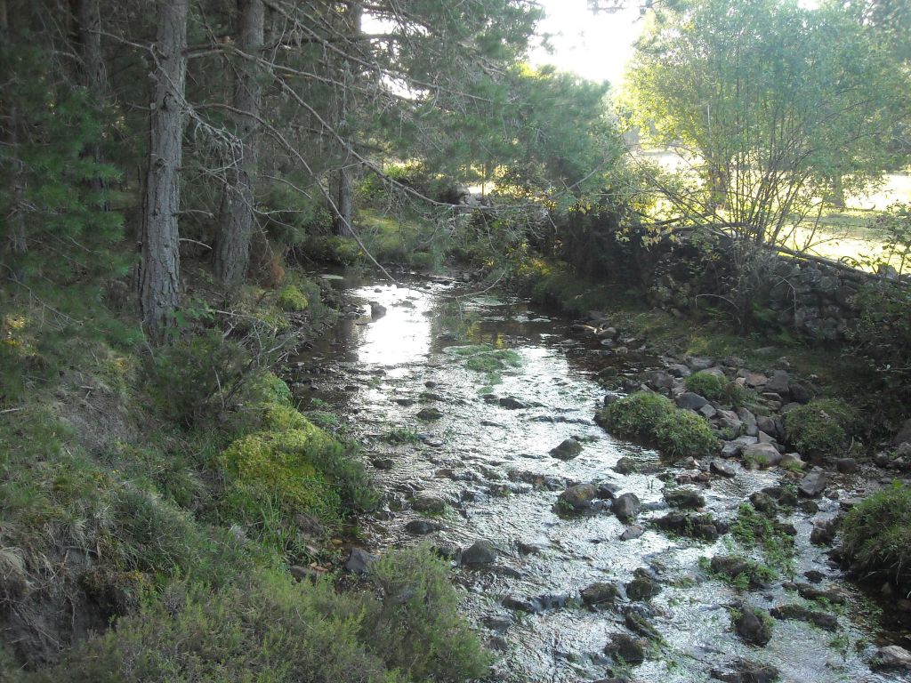 Un pinar da sombra al río en la reserva natural fluvial Río Pelagallinas