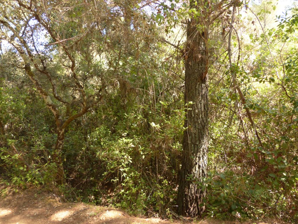 Árboles viejos y retoños que aseguran el mantenimiento de la vegetación ribereña de la reserva natural fluvial Arroyo Bejarano