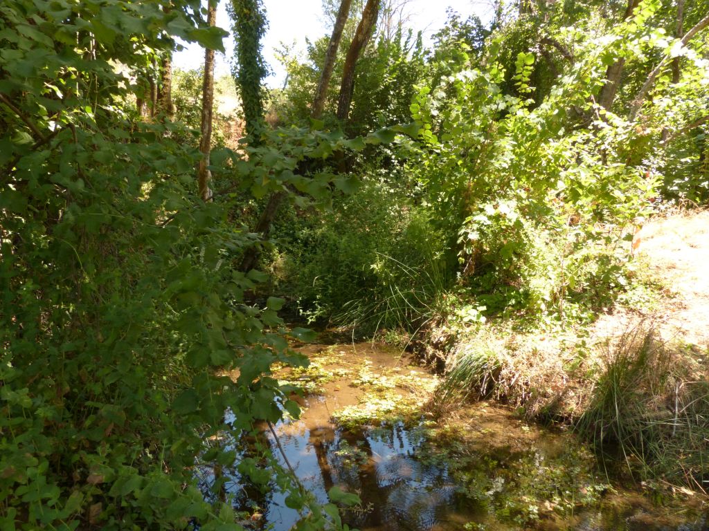 Frondosas y juncos en la ribera de la reserva natural fluvial Arroyo Bejarano
