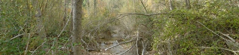Reserva natural fluvial Arroyo de la Espinea