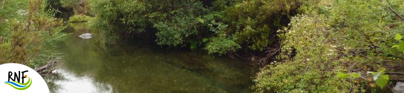 Reserva Natural Fluvial de Río Navea I