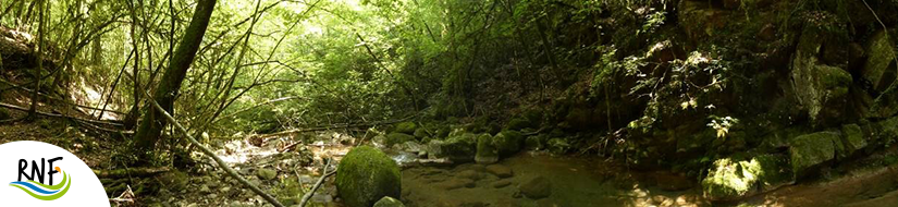 Reserva Natural Fluvial Riera de Santa Llúcia de Puigmal 