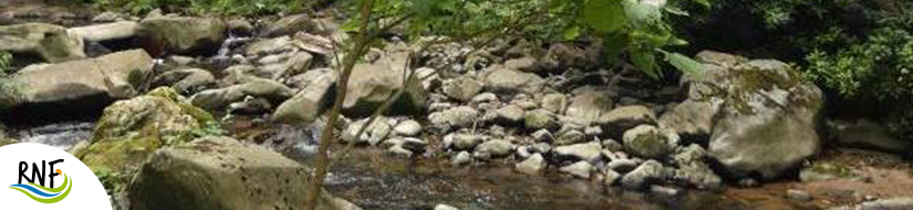 Reserva Natural Fluvial Cabecera de la Riera de Osor 