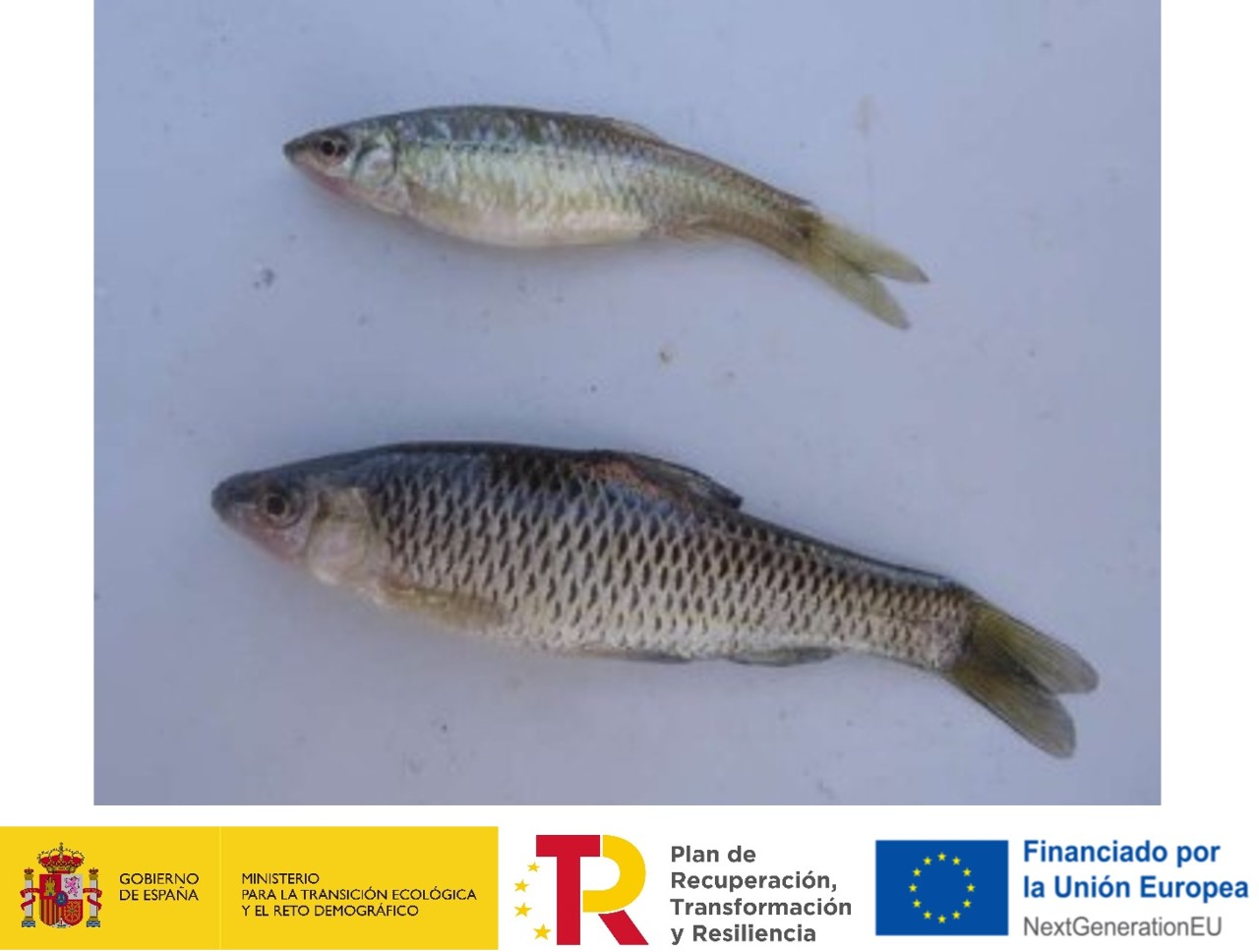 Pez chino o Pseudorasbora parva