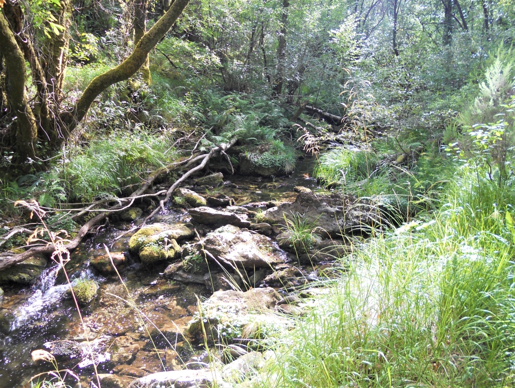 Reserva Natural Fluvial del Río Ulla-Deza. Zona: Río Grovas