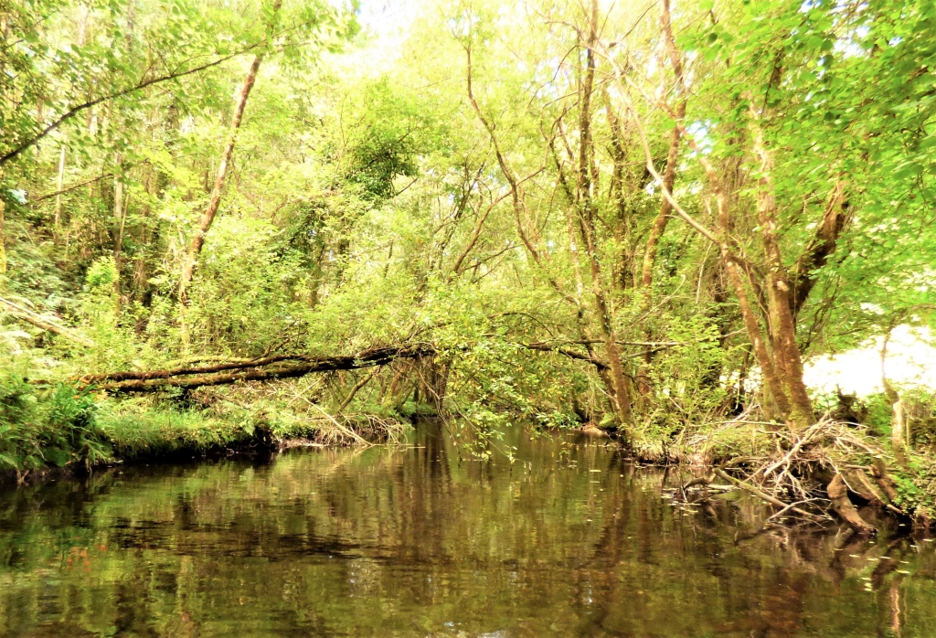 Reserva Natural Fluvial del Río Mera. Zona: Rego dos Soutochao
