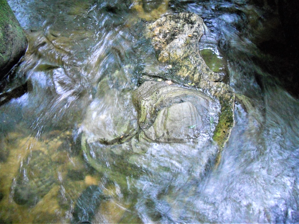 Reserva Natural Fluvial del Río Ouro. Zona: Rego das Cancelas
