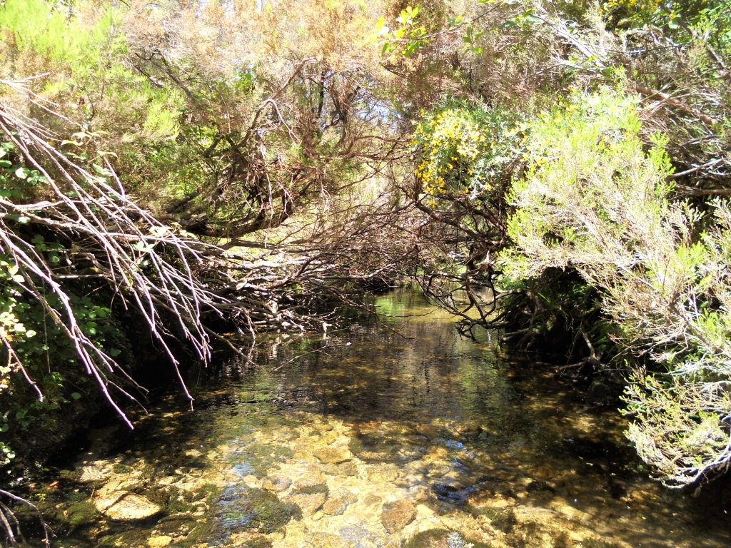 Reserva Natural Fluvial del Río Parada de Valdohome. Zona: Parada de Valdohome