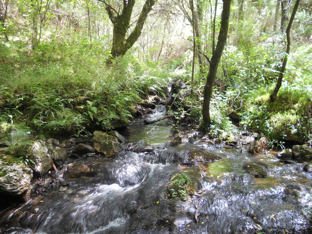 Reserva Natural Fluvial del Río Sor. Zona: Rego de Santar