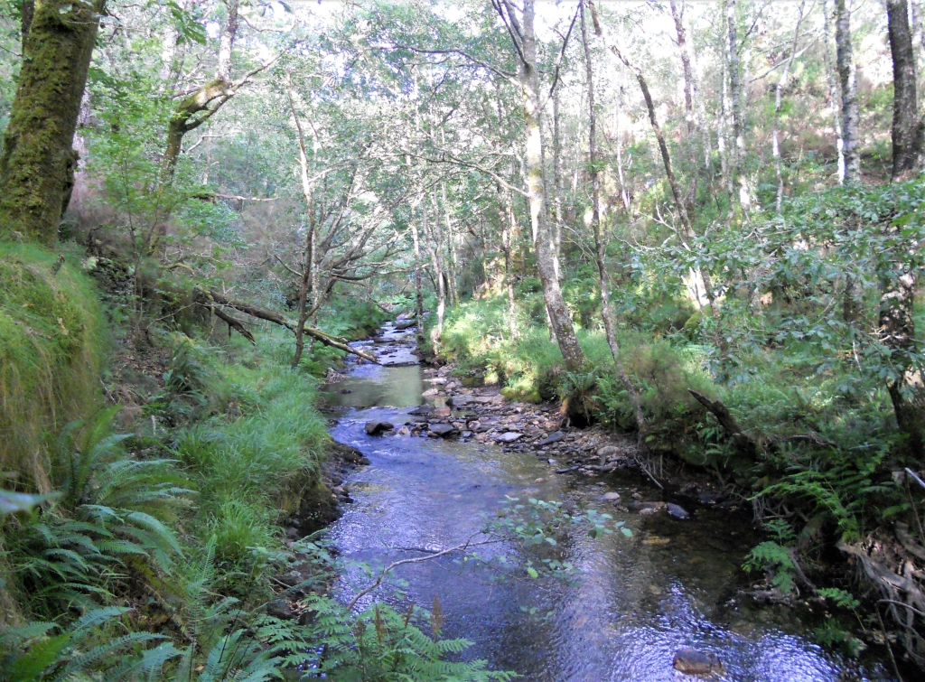 Reserva Natural Fluvial del Río Sor. Zona: Rego de Santar