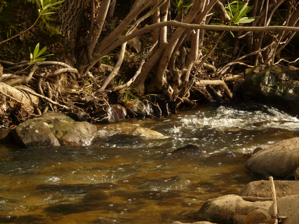 Reserva Natural Fluvial Los Codos