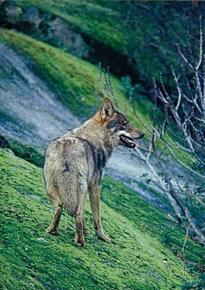 Lobo (Canis lupus) Autor: Carlos Sanz
