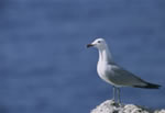 Gaviota posada con fondo marino