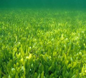 Praderas de fanerógamas y algas verdes rizomatosas