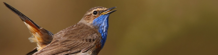 Pechiazul, Luscinia svecica. Autor: Ricardo Gómez Calmaestra 