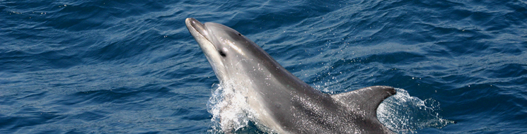 Delfín mular, Tursiops truncatus. Autor: ricardo Gómez Calmaestra