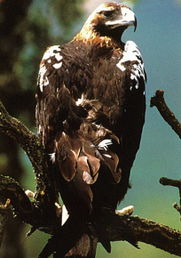 Águila Imperial Ibérica (Aquila adalberti)