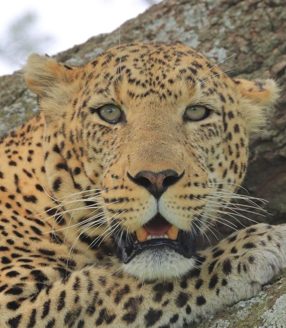 Leopardo. Fotografía: José Martel (MITECO)