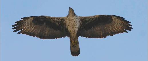 Águila perdicera, Aquila fasciata. Autor Ricardo Gómez Calmaestra.jpg