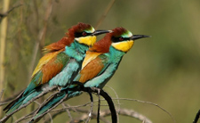 Fotografía de dos abejarucos posados en una rama. Autor: Ricardo Gómez Calmaestra