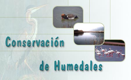 Composición que presenta diversas fotografias de humedales con patos y flamencos.
