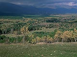 Vista de árboles con las montañas al fondo