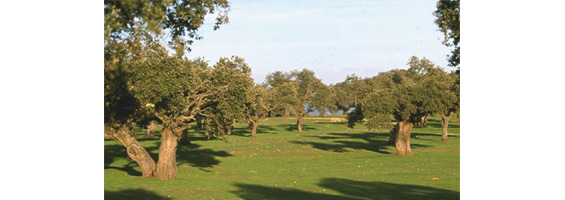 Fotografia de un prado con árboles