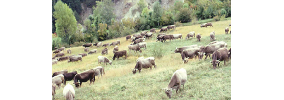 Fotografía de unas vacas pastando en un prado