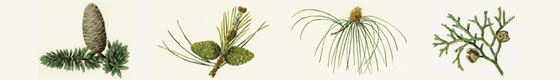 Ilustración con especies vegetales de bosques de coníferas de las montañas mediterráneas y macaronésicas