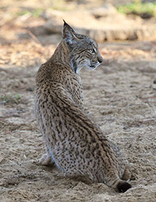 Lince ibérico (Lynx pardina). José María Pérez de Ayala. OAPN-MARM
