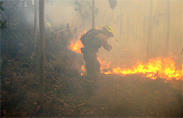 Fotografía de un miembro de una brigada Brief A durante la extincion de un incendio