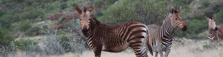 Equus zebra hartmannae. Autor: Nacho Aransay