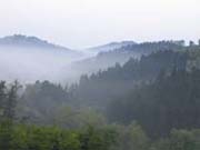 Paisaje de un bosque con niebla