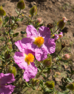 Jara de Cartagena (Cistus heterophyllus subsp. carthaginensis). Llano del Beal, Cartagena.
Autor: Jesús Robles Sánchez (Región de Murcia)